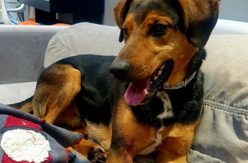 Bruno