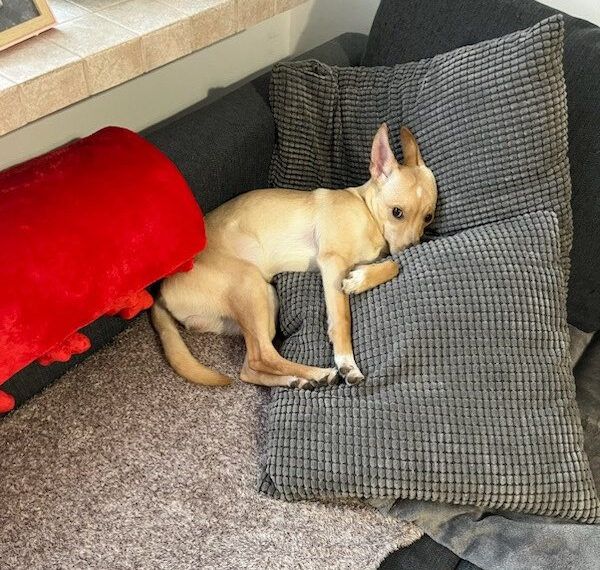 Bobi