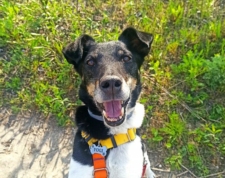 Yogi