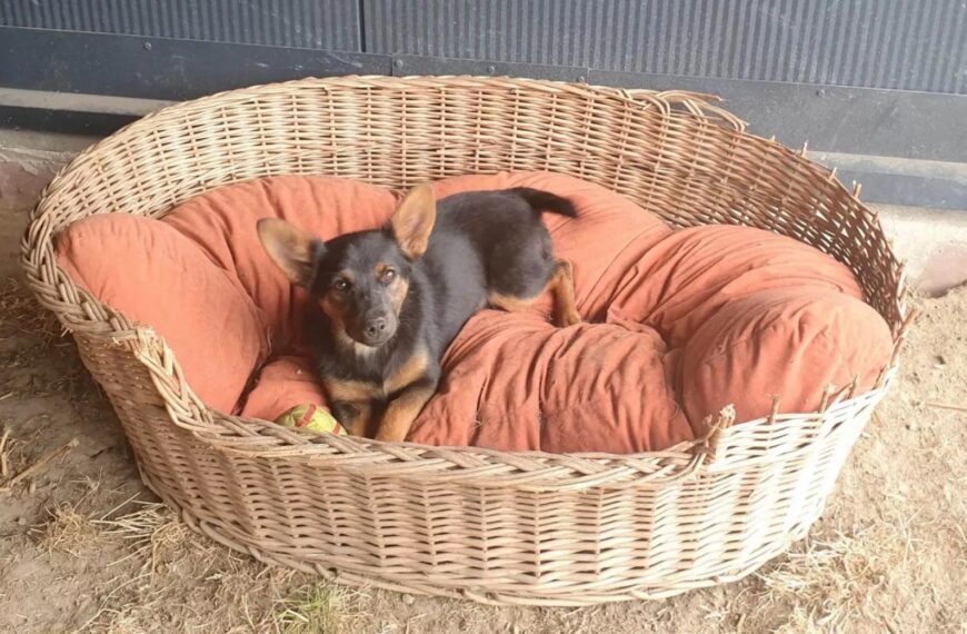 Elvis
