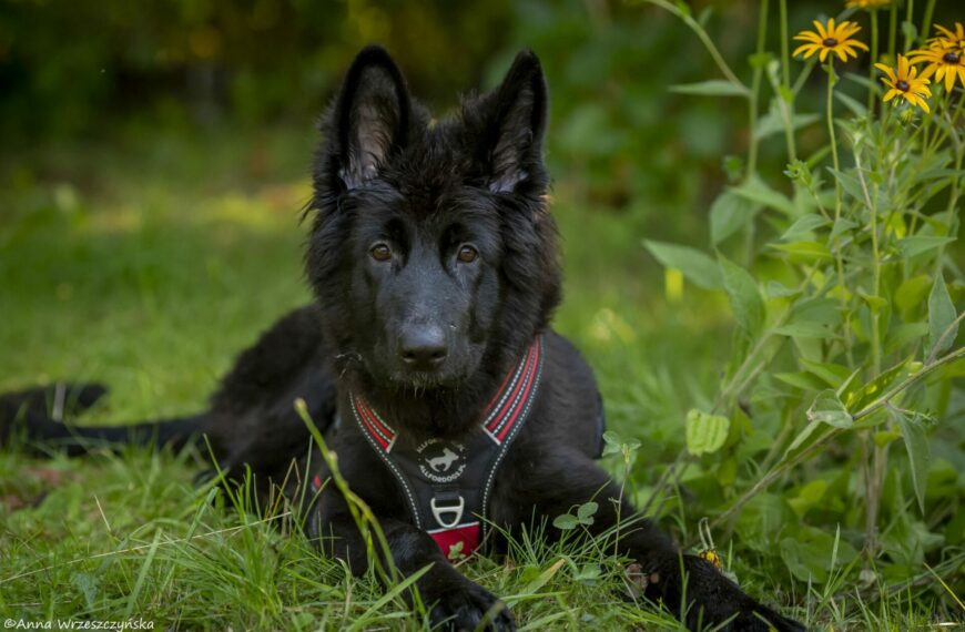 Nala