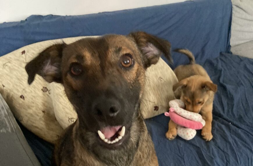 Nala