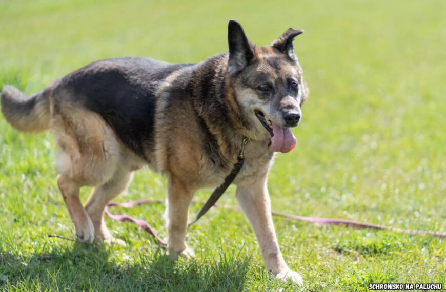 Zorba