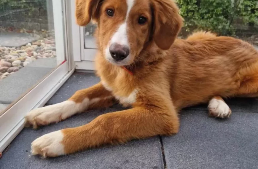 Bonzo