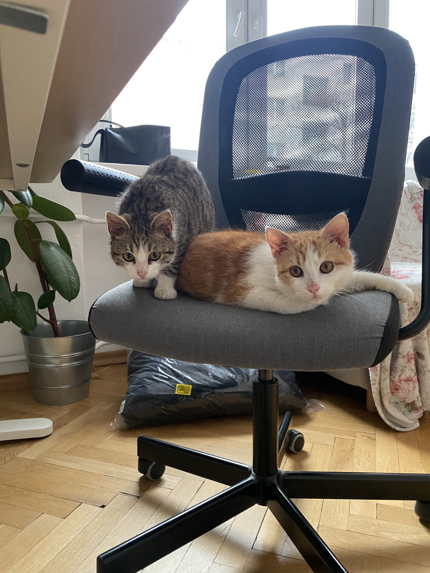 Biszkopcik i Rogalik