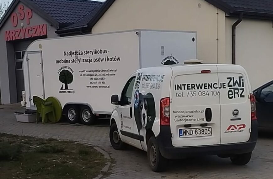 Sterylkobus