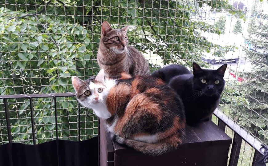 Szczęśliwy kot to bezpieczny kot! Osiatkuj okna i balkon