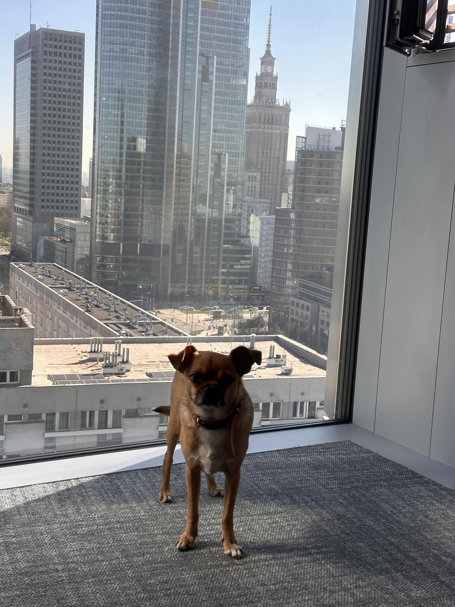 Pies w biurze – zalety i wyzwania dog-friendly workplace