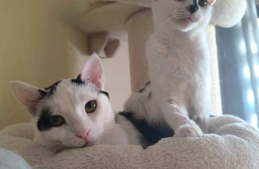 Łubianka i Kobiałka