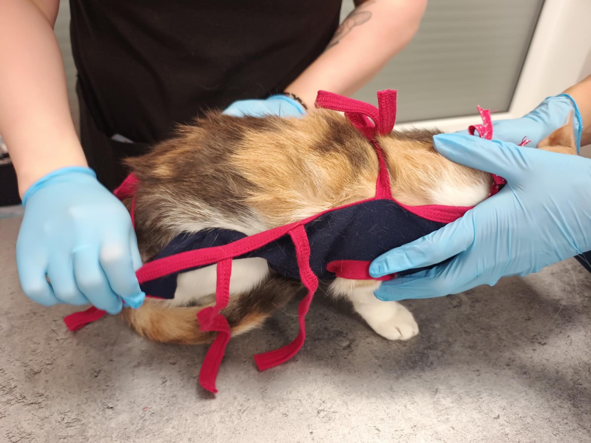 Kastrujemy (także aborcyjnie)