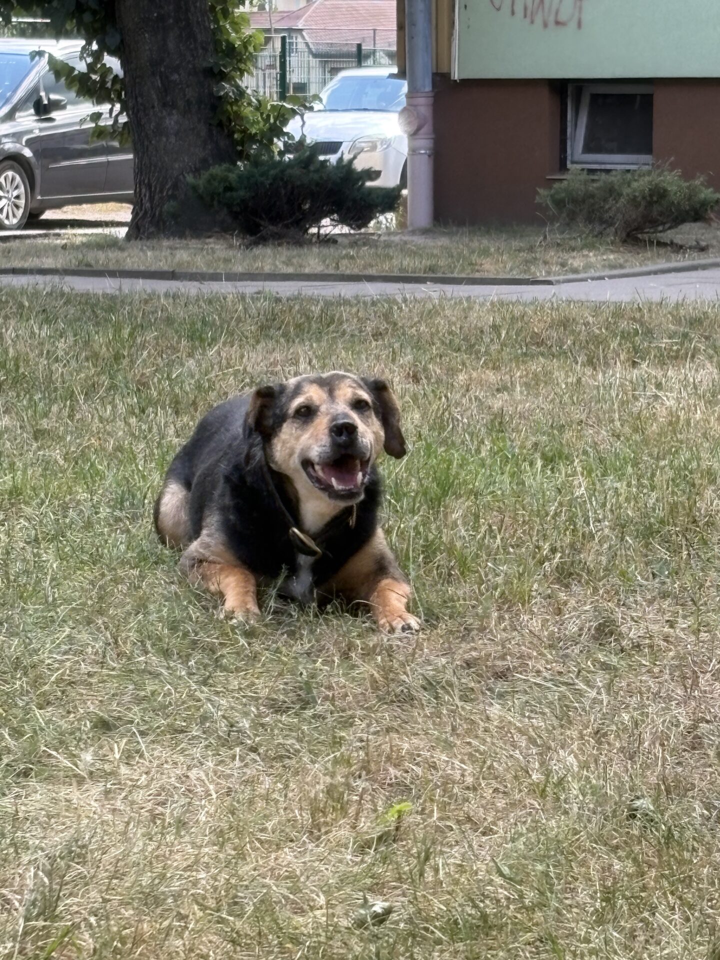 Tobi