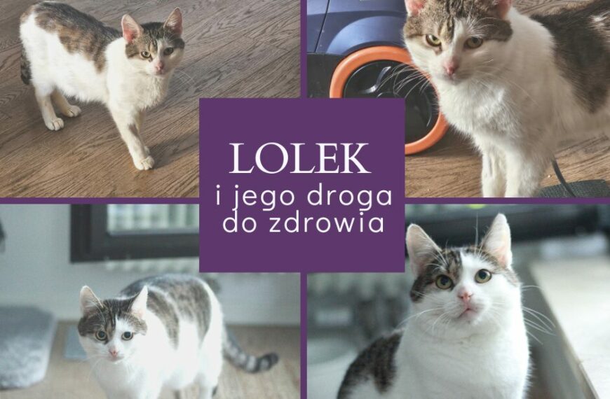 Lolek i jego droga do…