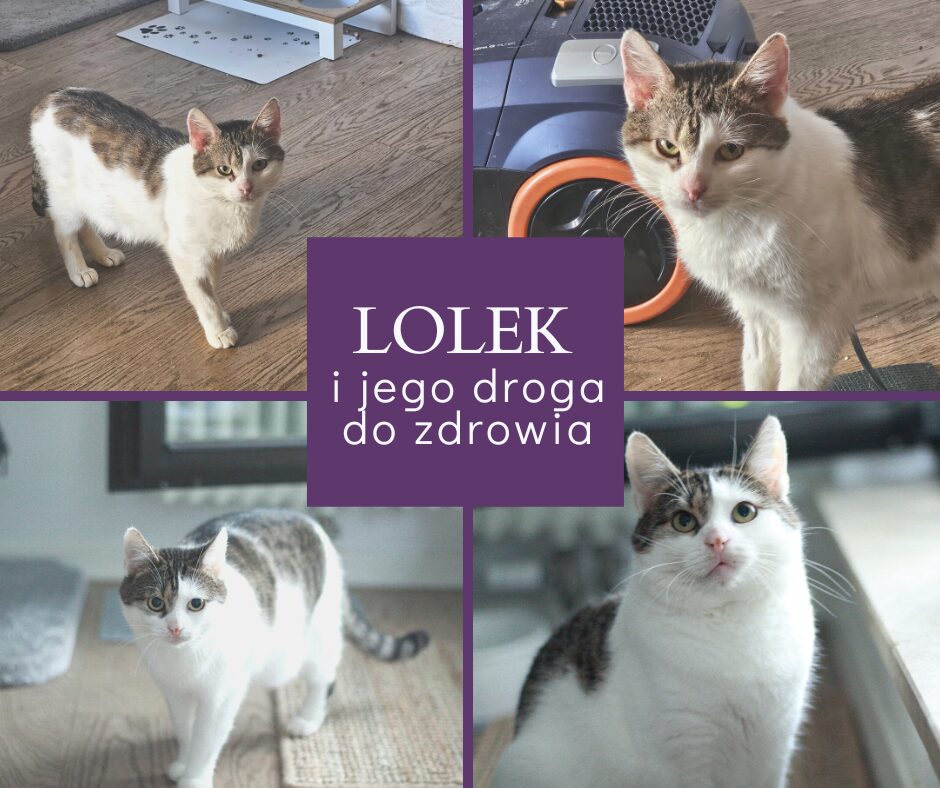 Lolek i jego droga…