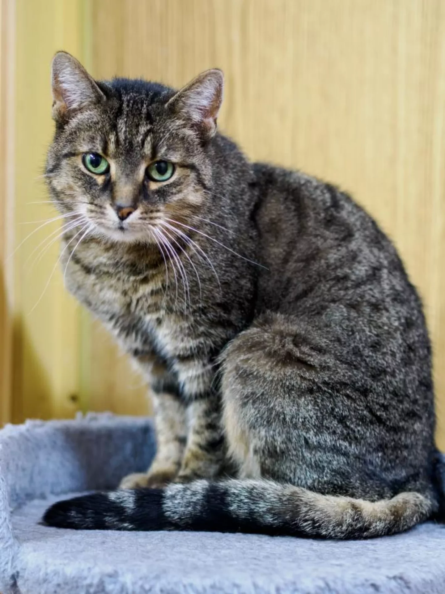 Rysia szuka domu tymczasowego