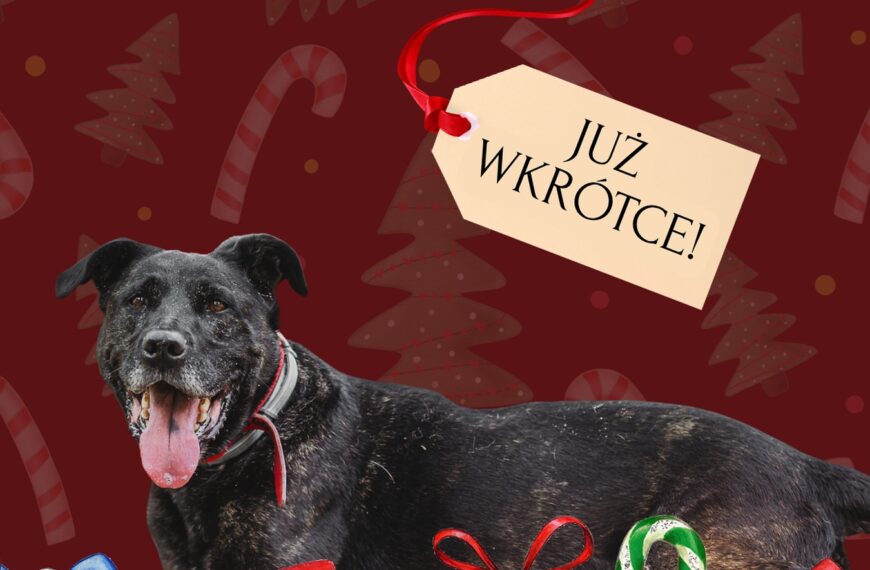 Bazarek na rzecz Trufli