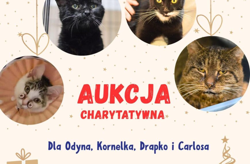 Bazarek na leczenie naszych kotów