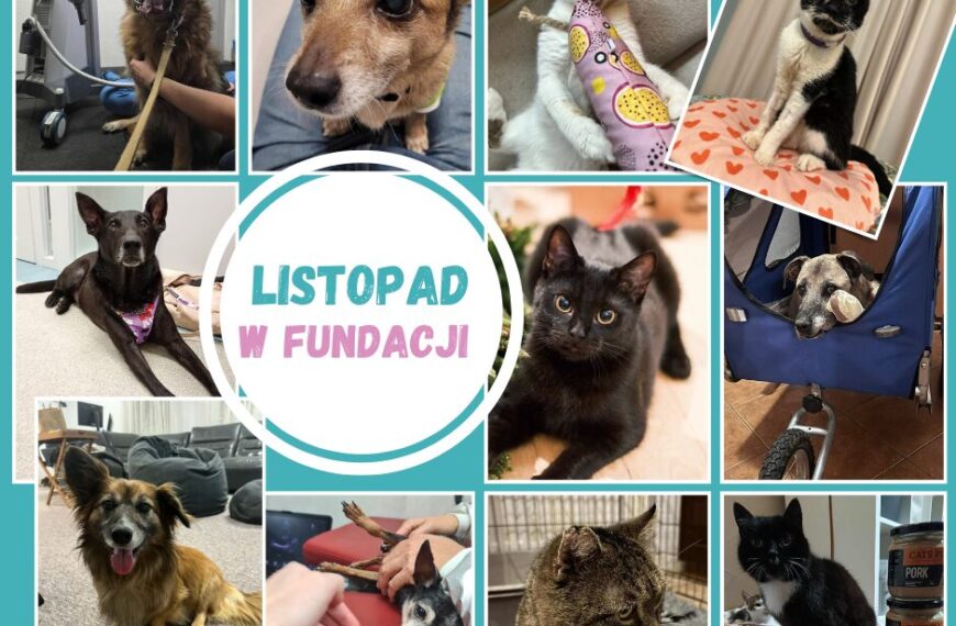 Podsumowanie listopada
