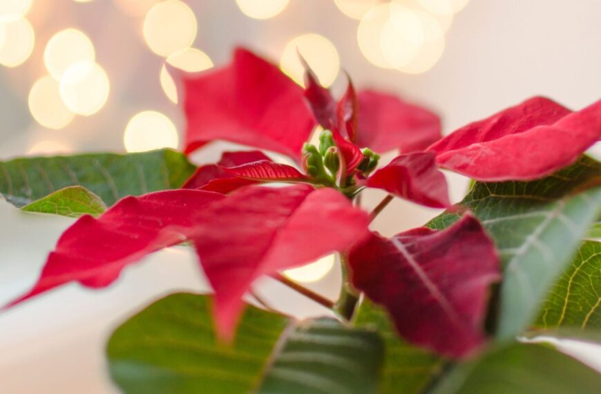 Świąteczny hit groźny dla zwierząt. Uważaj na gwiazdę betlejemską