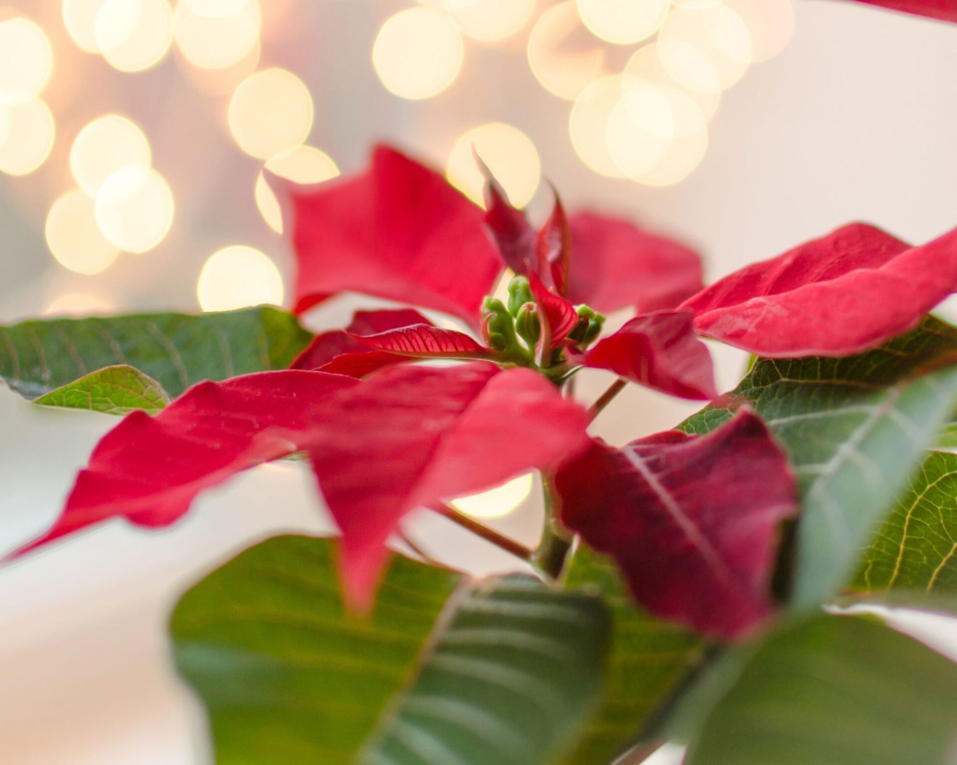 Świąteczny hit groźny dla zwierząt. Uważaj na gwiazdę betlejemską