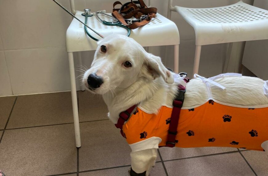 Wciąż kastrujemy w gminie Nasielsk