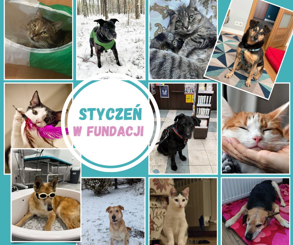 Styczeń w Fundacji