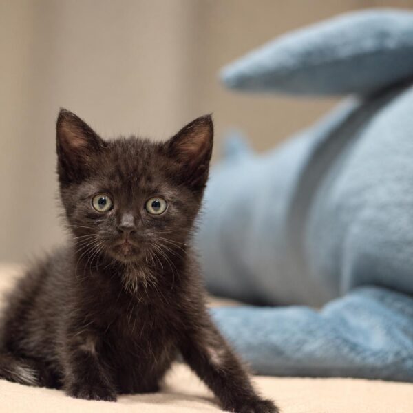 Gomez