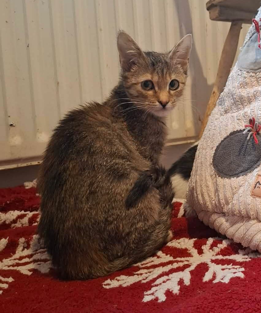 Wróżka Otylia